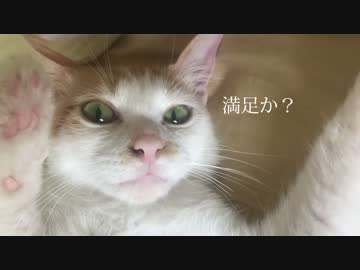 子猫にビンタし続けた時の反応が面白かったｗｗｗ