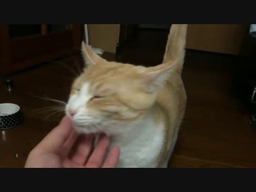 飼い主の帰りを健気に待つ猫たちにめちゃ感動…そして…