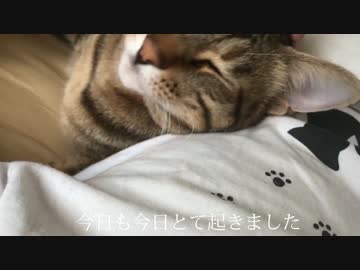 朝起きたら飼い主の隣でぐっすりな甘々猫！