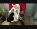 お風呂が初めての捨て子猫を水責めしたったｗｗｗ