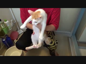 お風呂が初めての捨て子猫を水責めしたったｗｗｗ