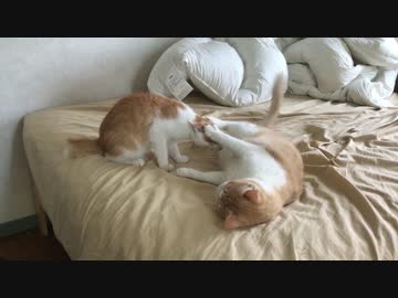 子猫のタックルを鉄壁の守りで完全防御する先輩猫がすごすぎるwww