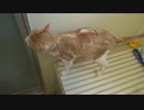 飼い猫を水責めしたら縮んじゃったｗｗｗｗ