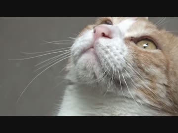 我が家に新たな同居人？！猫たちの見つめる先には…