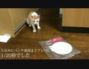 子猫の目の前にチャッカマンを置いたら反応が凄まじかったwww