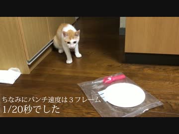 子猫の目の前にチャッカマンを置いたら反応が凄まじかったwww