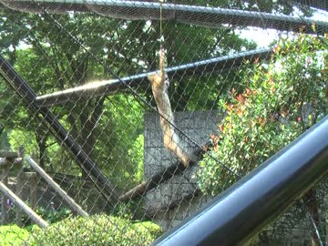 サーバルジャンプ→ここでちょっとQK！【多摩動物公園】