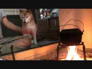 柴犬ジロー　そんなに見つめるなって！