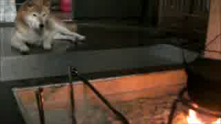 柴犬ジロー　囲炉裏端のジロー