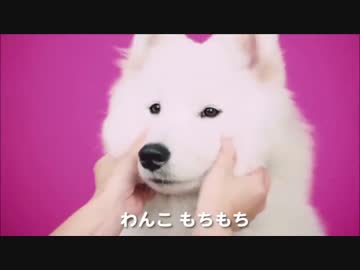 ずっともちもち（1分くらい）EX