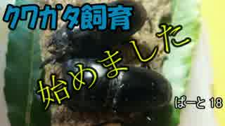 クワガタ飼育始めました　ぱーと18