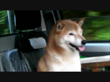 柴犬ジロー　お出かけ散歩