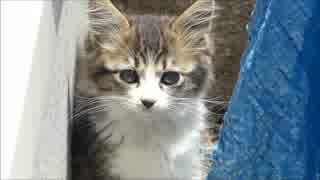 小猫が庭に迷い込んできたんだが