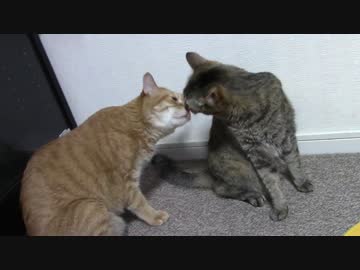 拾いねこ＠生後1829/1796日目　ちゅーのちばとる