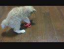ハンドスピナーと子猫