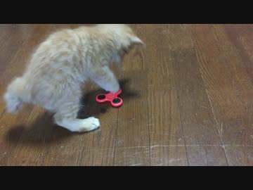 ハンドスピナーと子猫