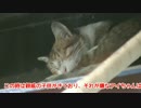 雨宿りするうちの猫様。