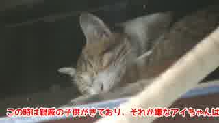 雨宿りするうちの猫様。