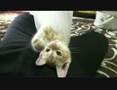 ビニール袋大好き子猫レンちゃん