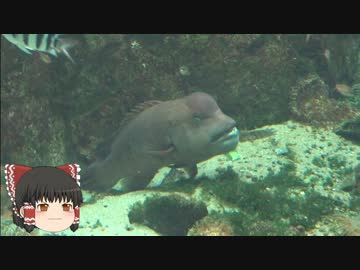 ゆっくりれいむのアクア放浪記　#24　あわしまマリンパーク