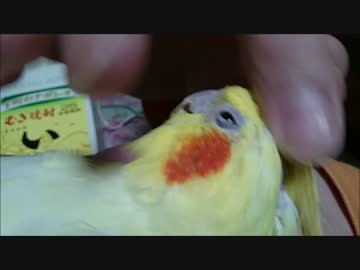 猛暑なので嫌がらせに暑苦しいほどイチャイチャします