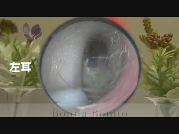 プロの耳掃除キャプチャー9