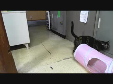 大喜びではしゃぐあずき