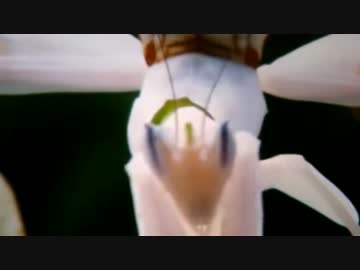 ホワイトカマキリ