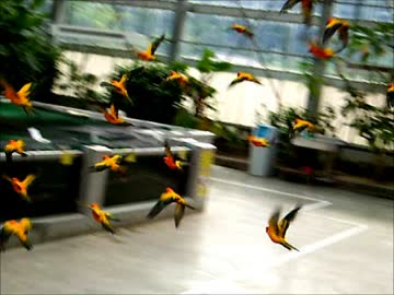 掛川花鳥園　コガネメキシコインコ達の　蔵出し映像