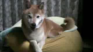 柴犬ジロー　ジローのお尻は蜜の味