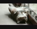 おっぴろげな猫、アイちゃん