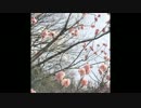 記念撮影 / 初音ミク【BUMP OF CHICKENカバー】