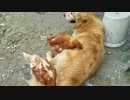 イブキ君の背中を昇り降りトレーニングマシーンにするニワトリ君達