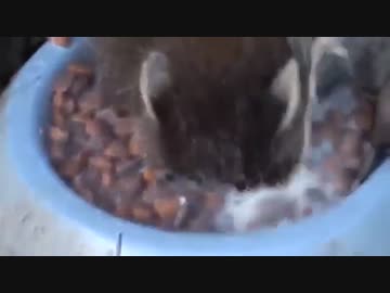 ミルクをがぶ飲みするアライさん