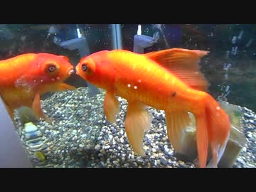 柳出目金 最終形態