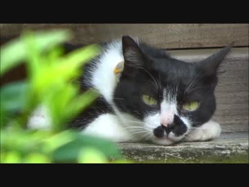 藤森神社のねことアジサイ