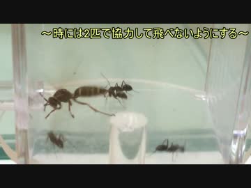 蟻戦争＃145 クロオオアリにアシナガバチを与える編