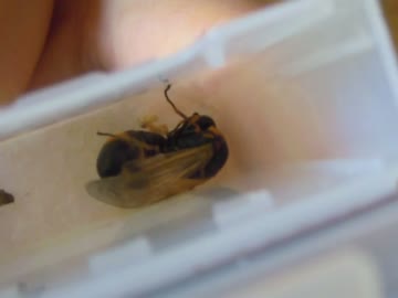 トックリバチくんのサナギ～成虫