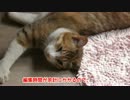 豪雨のうるささに動じない猫アイちゃん