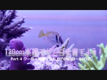 120cm水槽でサンゴを育てよう！ part4 クーラー設置！