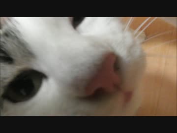 エンジン機能付き家猫のフレンズ