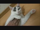 ご当地名物：猫のひらき