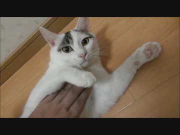 ご当地名物：猫のひらき