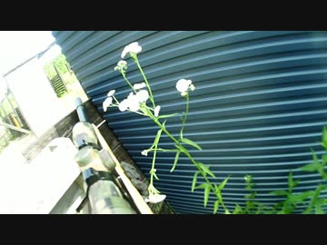 7月9日　砦定例会　砦戦　防衛側