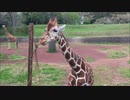 千葉市動物公園のアミメキリン （食事シーン付き）