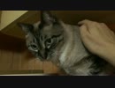 【483】ジャン❤︎ポン　文明の利器エアコンを２匹の猫が迎える
