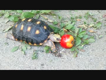 引きこもり亀を引きずり出して陽に当ててきた。