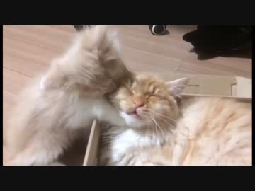 ペシペシ→ガブガブ→ペロペロ 【むぎ♂ きび♂】