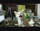 子猫のかまってアピールが凄い