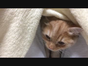 (大事な所で)寝る前のお戯れ【むぎ♂ きび♂】
